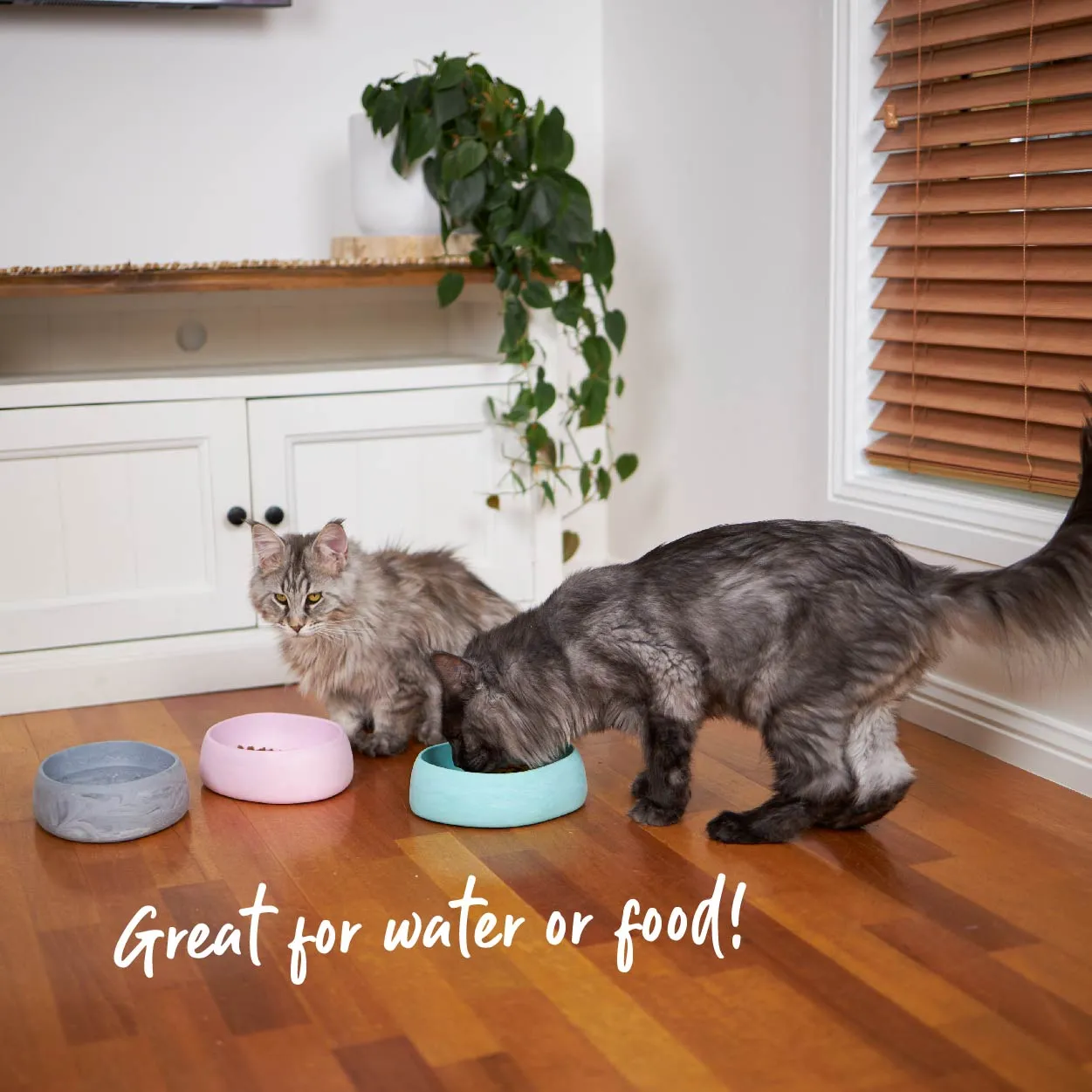 Better Bowl For Cats - Sage Green