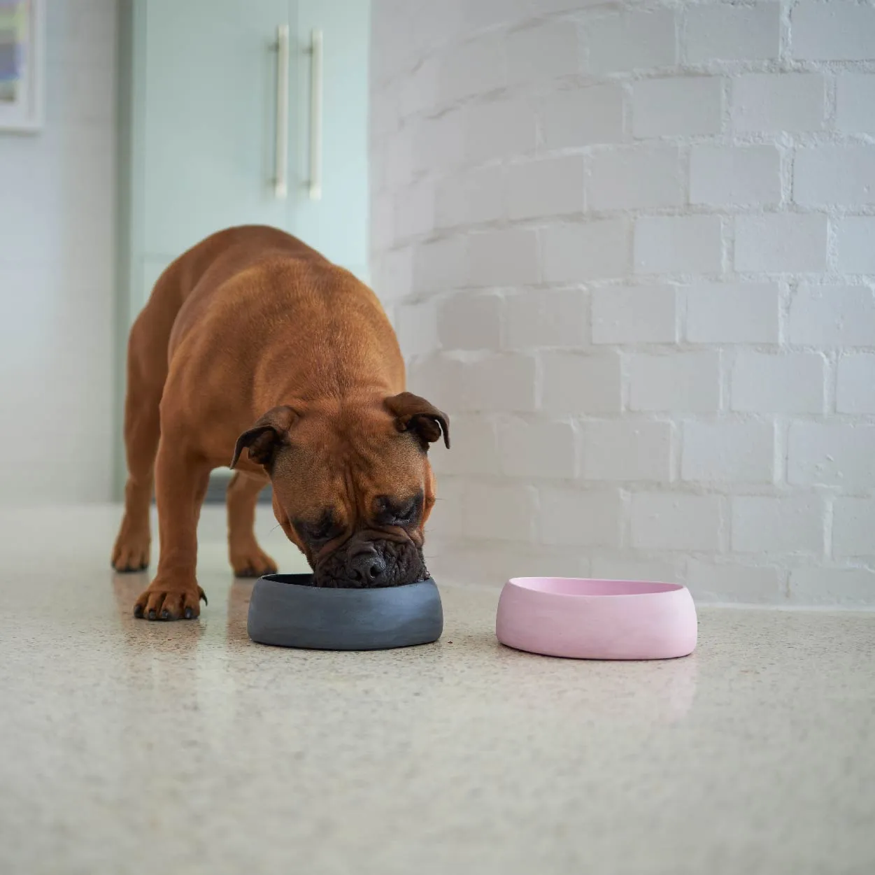 Better Bowl For Dogs - Charcoal Black