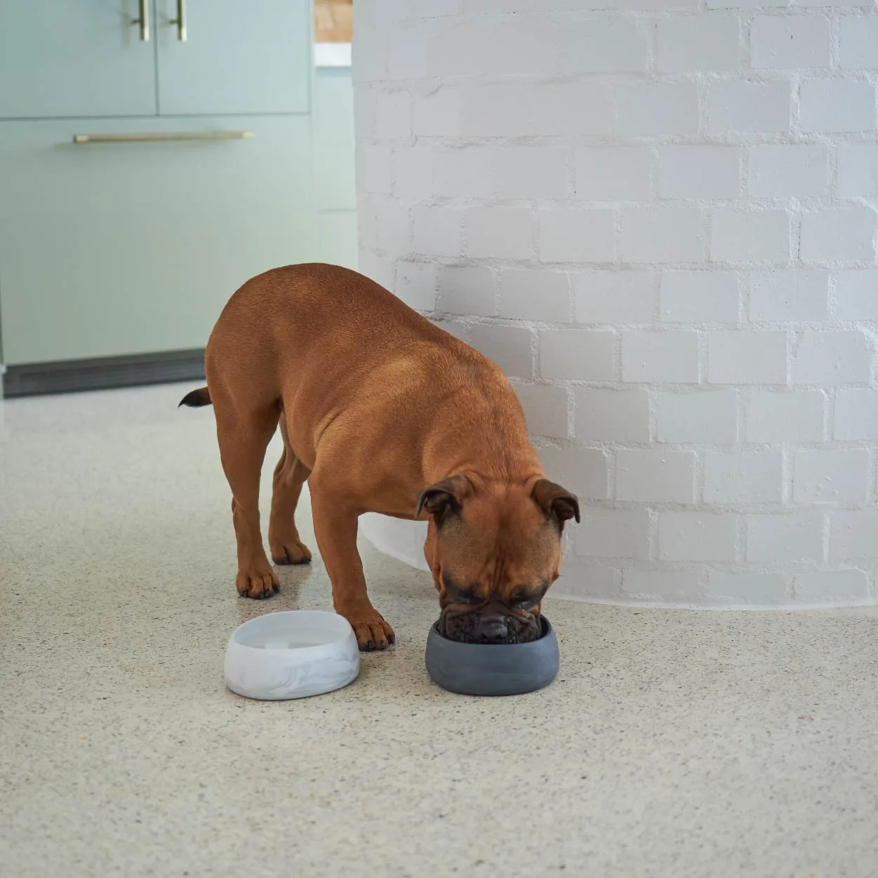 Better Bowl For Dogs - Charcoal Black