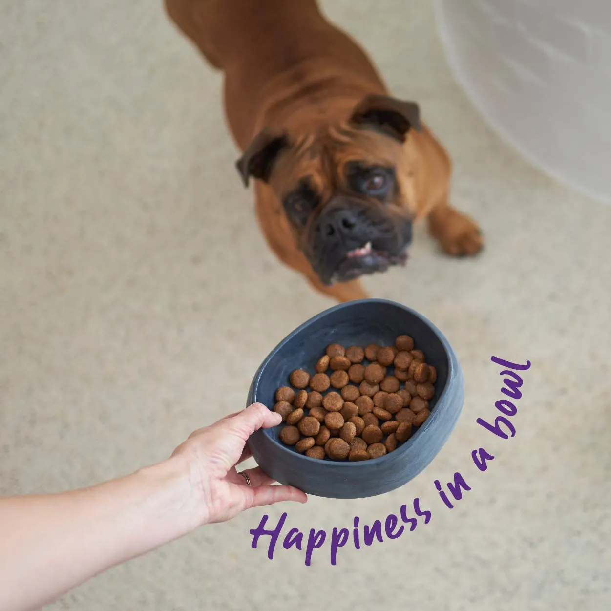 Better Bowl For Dogs - Charcoal Black