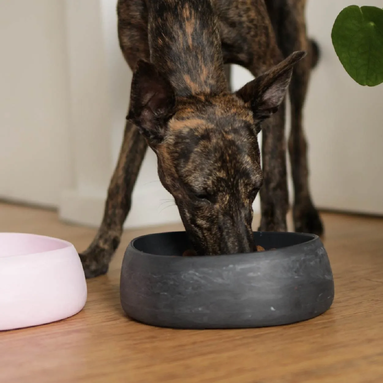 Better Bowl For Dogs - Charcoal Black