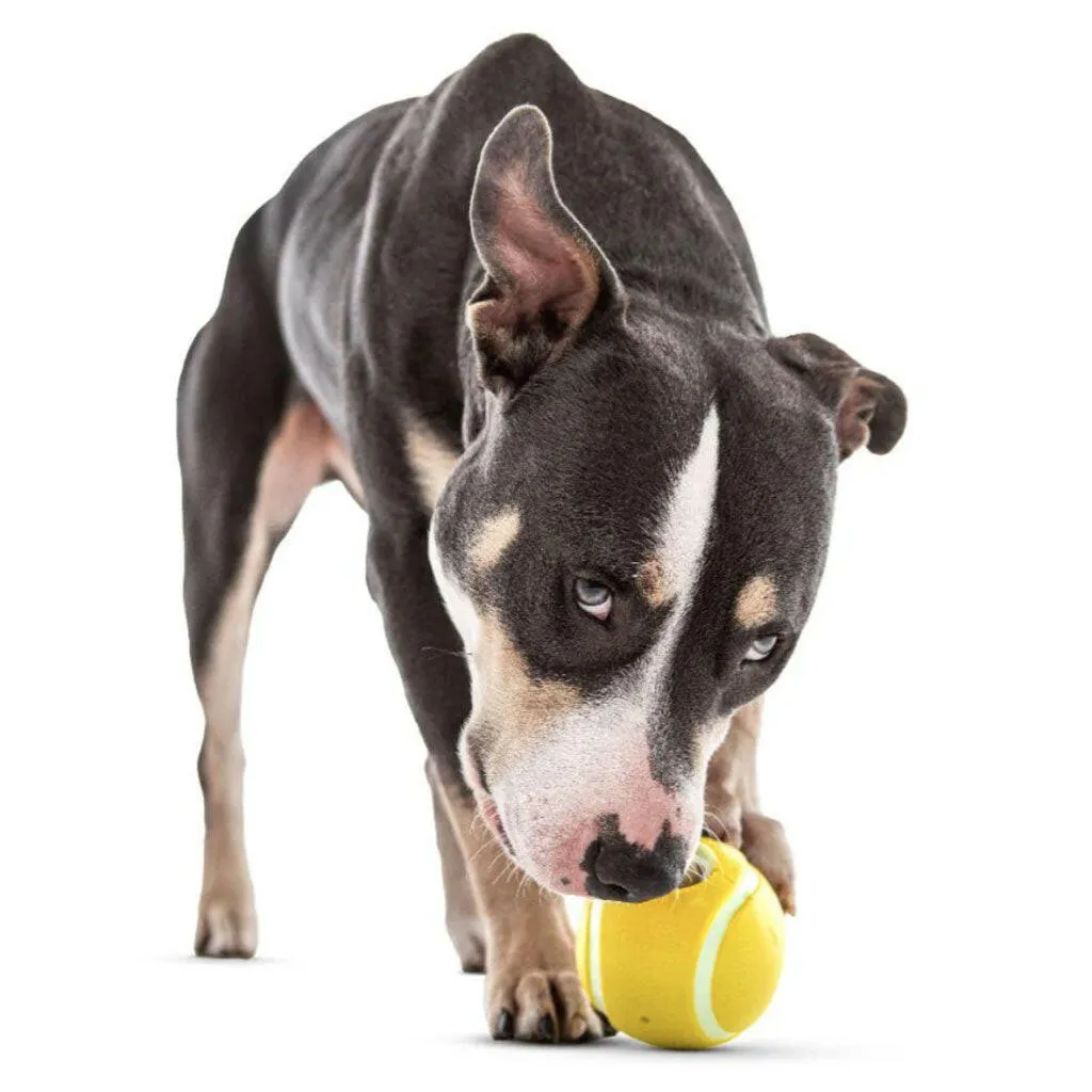 GURU Tennis Treat Holder Ball Dog Toy, Medium