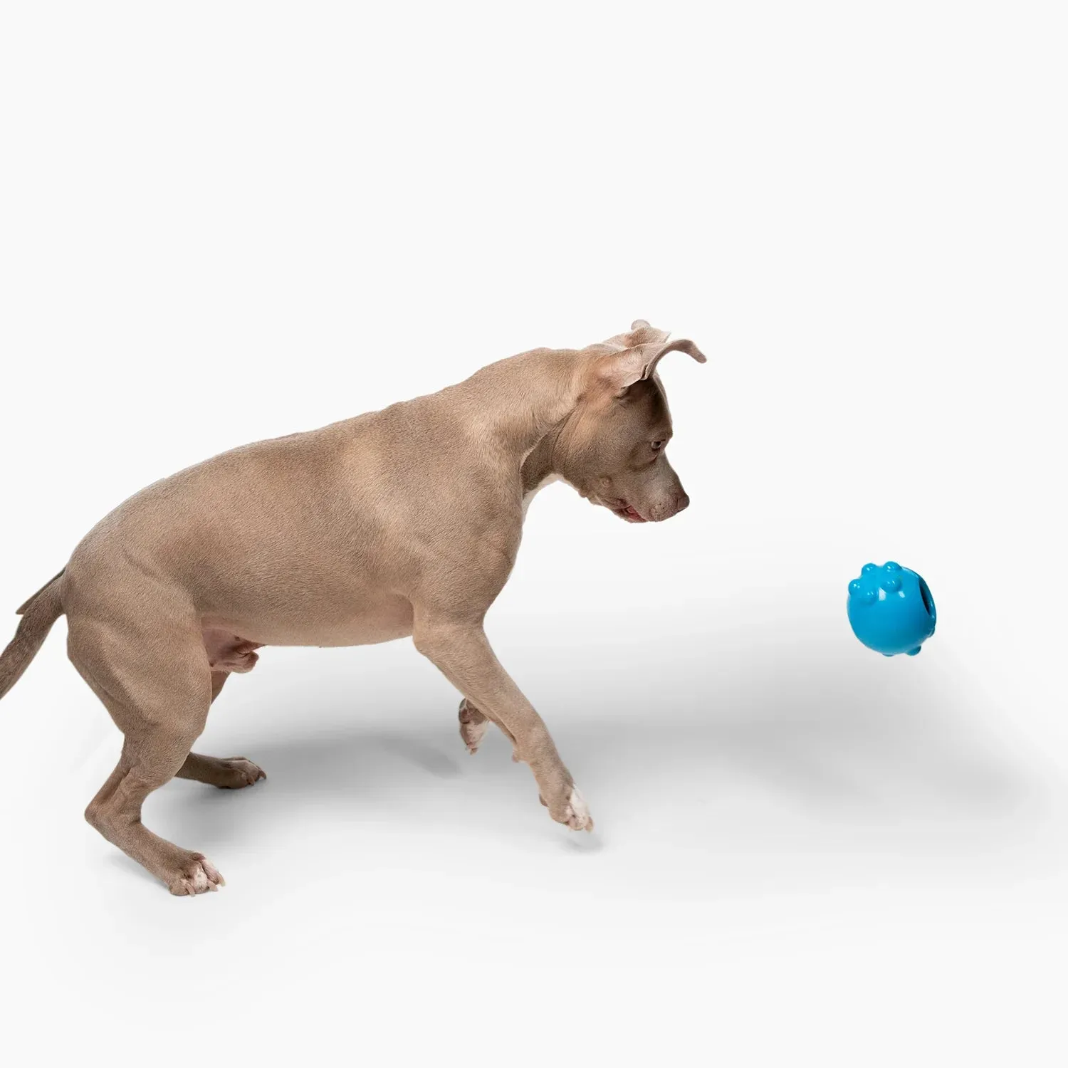 Jolly Pets Blue Jolly Dipper Toy