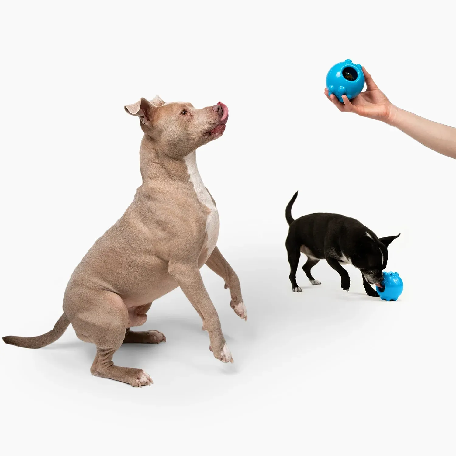 Jolly Pets Blue Jolly Dipper Toy