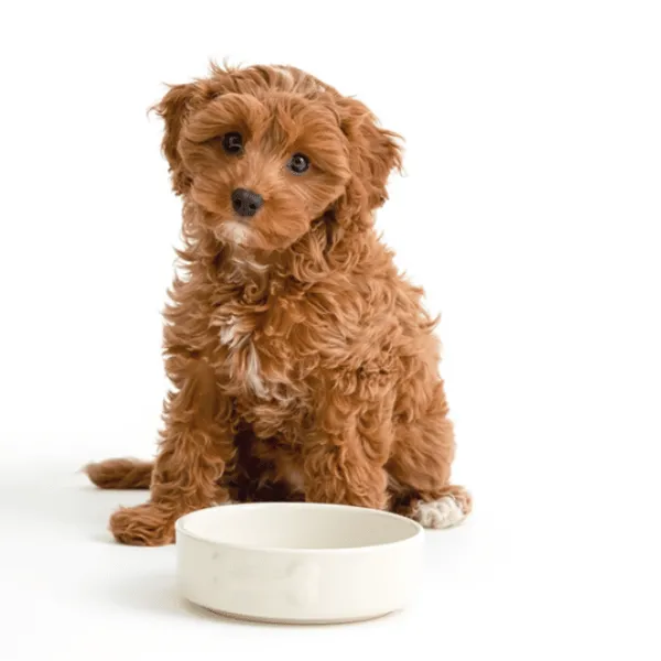 Mason Cash Cream Pet Bowl 15cm
