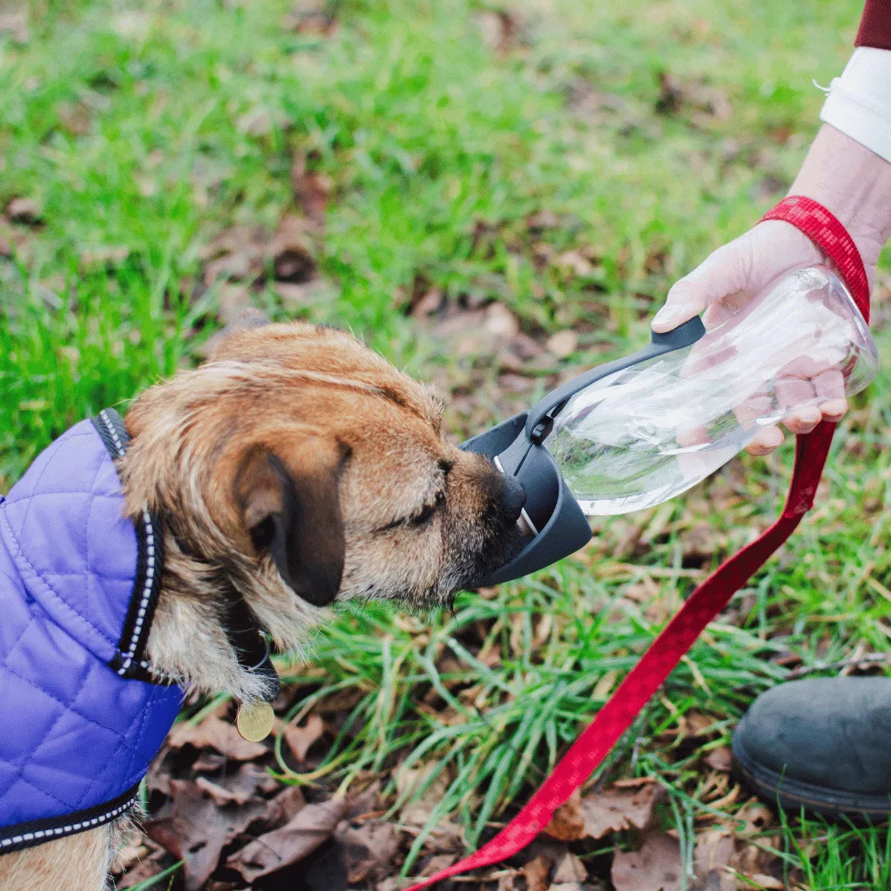 Pet Water Bottle With Leaf Bowl