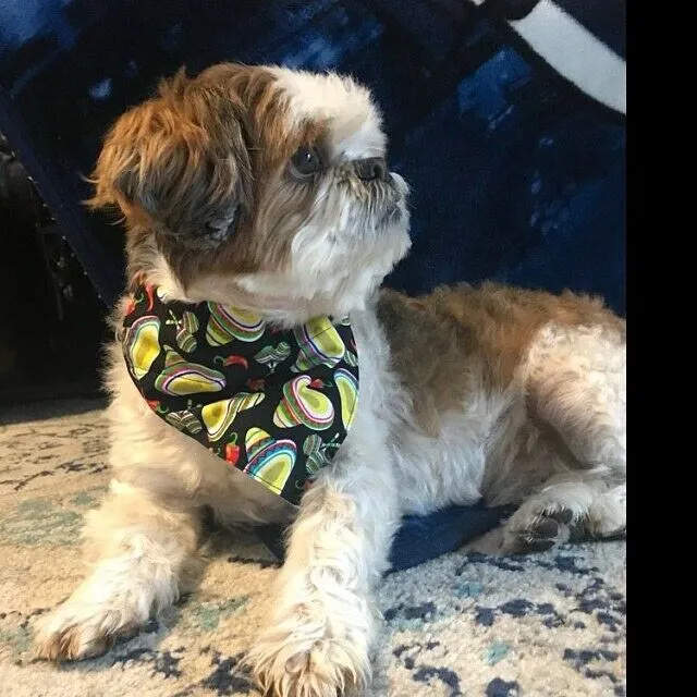 Toy Story Dog Bandana Over the Collar bandana Dog collar bandana puppy Petcollarshandmade