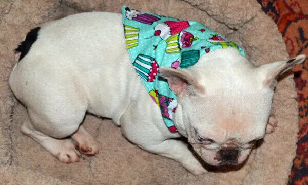Toy Story Dog Bandana Over the Collar bandana Dog collar bandana puppy Petcollarshandmade
