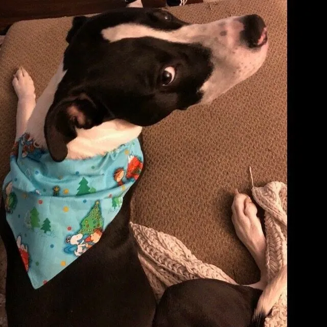 Toy Story Dog Bandana Over the Collar bandana Dog collar bandana puppy Petcollarshandmade