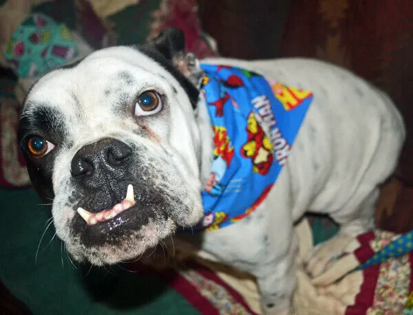 Toy Story Dog Bandana Over the Collar bandana Dog collar bandana puppy Petcollarshandmade