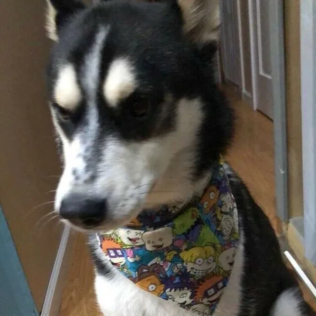 Toy Story Dog Bandana Over the Collar bandana Dog collar bandana puppy Petcollarshandmade