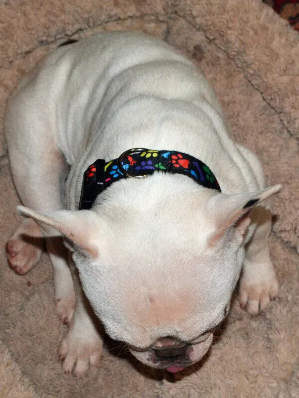 Toy Story dog collar handmade adjustable buckle collar 5/8" wide or leash Petcollarshandmade